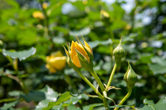 薔薇公園の薔薇　Golld  Bunny
