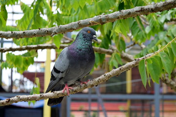 Pigeon on a branch at Batu Caves. Malaysia.