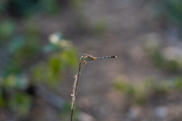 Indian Dragon Fly resting on a dry plant