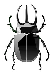 This is an illustration of a beetle