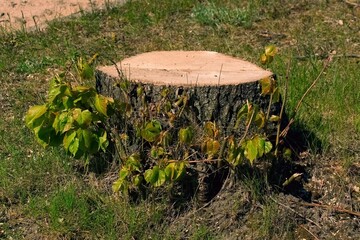 A felled tree. Ecology. A stump with young shoots.