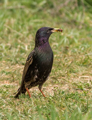 A medium-sized European Starling standing on green grass. The bird has glossy black plumage with a purple and green tint, especially noticeable on the head and chest. 