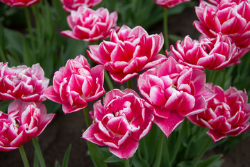 Fototapeta premium pink tulips in the garden