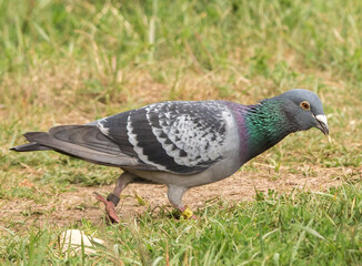 Wood Pigeon walking on green grass with patches of dry grass and earth. This large bird has a blue-grey head and neck with greenish-purple metallic spots on the sides. 