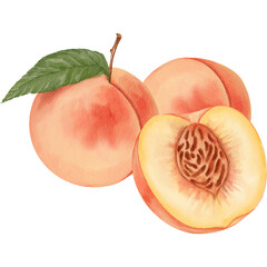Watercolor Painting of Peaches