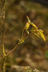 Fototapeta premium A young maple branch growing from a thicker, moss-covered trunk. Several small, newly opened maple leaves are visible on the thin brown branch. 