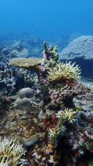 Beautiful vis of Mantanani Underwater at Sabah,Malaysia