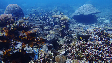 Beautiful vis of Mantanani Underwater at Sabah,Malaysia