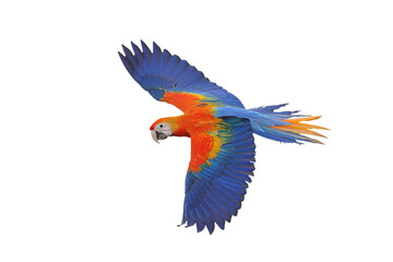 Fototapeta premium Colorful flying Camelot Macaw parrot isolated on transparent background png file 