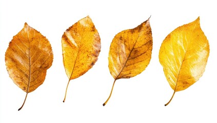 Four dried yellow leaves isolated on white