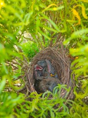 Baby bird on a tree © KILER