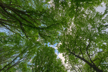 Canopy with Blue Sky