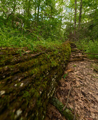 Mossy Log in Forest