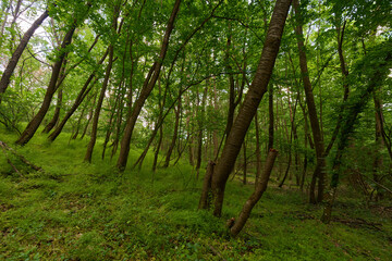 Sunlit canopy in green forest
