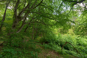 Sunlit canopy in green forest