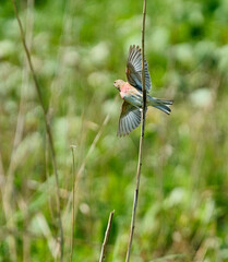 Common linnet landing on stem