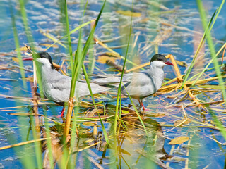 Pair of whiskered terns in wetland