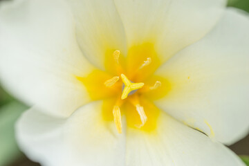 White tulip, petals close-up