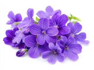Obraz premium Close up of vibrant purple violets in a cluster on a white background studio shot floral botanical spring