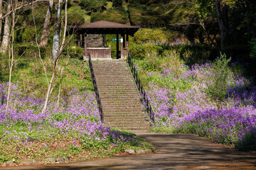オオアラセイトウ（アブラナ科）の花壇と階段。
英名学名：Chinese violet...