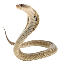 Fototapeta premium Large snake with a long body and a black head. Graphic, vector, illustration, art, icon, design, clipart, cartoon, sketch, watercolor, mockup, abstract, digital, stock, images, AI