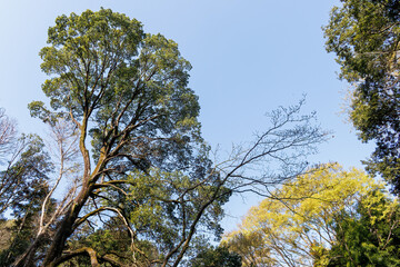 都会に残された貴重なシラカシの自然林。 ケヤキの大木等もある。 英名学名：Japanese white oak (Chinese evergreen oak, Quercus myrsinifolia) Japanese Zelkova, Zelkova serrata 東高根森林公園中原区川崎市神奈川県-2025 