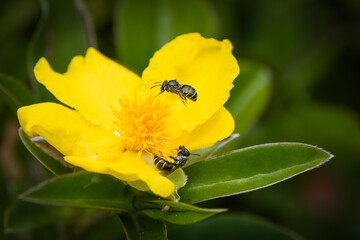Two sweat bees, Australian native bees, happily gather nectar and pollen from a vibrant yellow flower in a park at Bribie Island in Queensland, Australia.