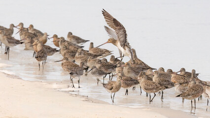 A Bar-tailed Godwit, a record breaking distance flyer, lands with wings spread, among a flock of...
