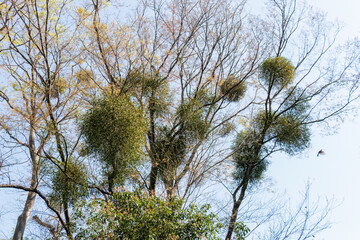 まん丸で不思議な形のヤドリギ（ヤドリギ科）。
他の木に寄生している。
英名学名：Japanese Mistletoe, Viscum (Mistletoeaceae) with a round, strange shape.
東高根森林公園中原区川崎市神奈川県-2025
