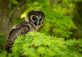 Asian Brown Wood Owl, Scientific name: Strix leptogrammica. Close up of an alert and perched Asian Brown Wood Owl with large eyes in a colourful tree in Springtime. Facing right. Horizontal. Copyspace