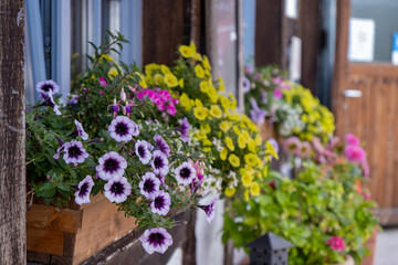 Fototapeta premium Vibrant Flower Boxes Perfectly Enhancing the Outdoor Charm and Appeal of Any Space