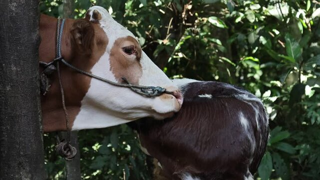 Baby cows run around on a local cattle ranch.