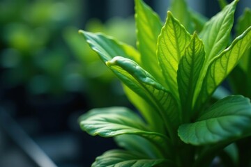 Close-up of a rowing machine plant, showcasing its intricate details and vibrant green leaves , wellness, photosynthesis
