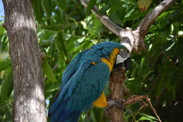 Blue and Yellow Macaw Using His Beak to Climb