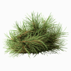 Lush Green Pine Branch Isolated on Dark Transparent background