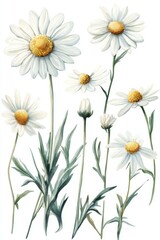 Fototapeta premium Watercolor Daisies on White Background Delicate Floral Illustration Botanical Art Style Close Up Fresh Spring Flowers