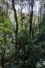 都会に残された貴重なシラカシの自然林。
ケヤキの大木等もある。
英名学名：Japanese white oak (Chinese evergreen oak, Quercus myrsinifolia)
Japanese Zelkova, Zelkova serrata
東高根森林公園中原区川崎市神奈川県-2025
