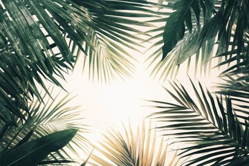 Lush tropical foliage framing sunlight
