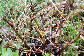 Thorny damaged branches of rose hips. Cut branches of rose hips without leaves outdoors