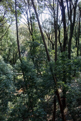 都会に残された貴重なシラカシの自然林。
ケヤキの大木等もある。
英名学名：Japanese white oak (Chinese evergreen oak, Quercus myrsinifolia)
Japanese Zelkova, Zelkova serrata
東高根森林公園中原区川崎市神奈川県-2025
