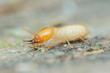 Termite worker crawling on wood destroying a house structure