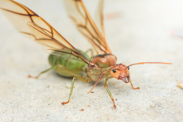 Green ant queen showing wings and mandibles on the ground