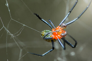 Spider weaving web in tropical forest close-up