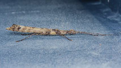 Stick insect standing on a blue surface