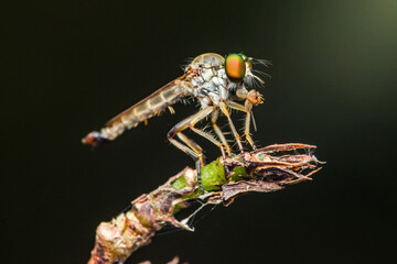 Robber fly eating insect on branch with dark background