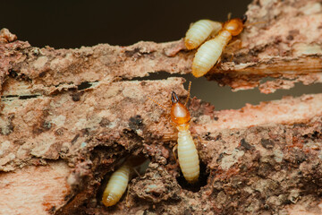 Termites are destroying wood beam close up