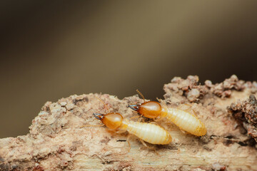 Termites walking on decaying wood in natural habitat