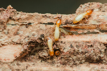 Termites destroying wood in house, causing structural damage