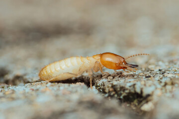 Termite worker walking on concrete surface seeking food