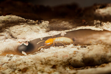 Termite walking through damaged wood in house